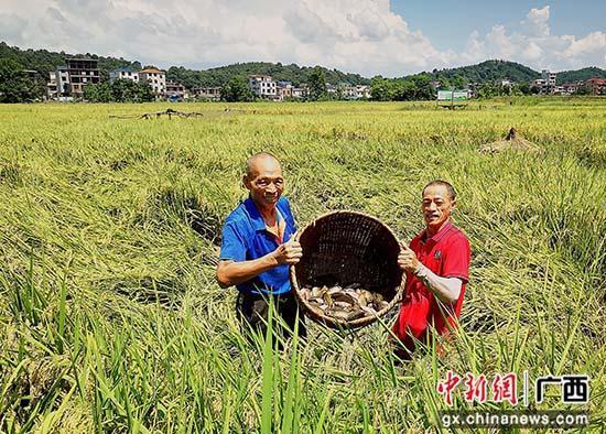 桂林水稻种植时间_桂林水稻收割_